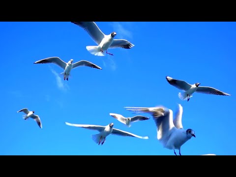 Da soleado con paseo de nubes decorativas hasta la tarde, cuando podran caer algunos chubascos. Temperaturas notablemente ms altas, tanto las mximas como las mnimas. Hoy es un da soleado, primaveral, totalmente perfecto para notar la caricia de un ngel. Eso es lo que nos propone hoy. El artista y compositor francs autodidacta, de origen italiano, Michel Pp, est considerado en Francia y en muchos pases como uno de los compositores de msica ms talentosos para la relajacin y el bienestar. Comenz a estudiar piano a la edad de 7 aos. Durante su carrera musical se apasion por las posibilidades emergentes de la msica de bienestar. Esto lo lleva a interesarse por la accin teraputica del sonido. He aqu uno de sus ltimos trabajos con unas imgenes que nos inundan de primavera esta seccin. Disfrtalo!