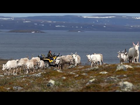 Reindeer now smaller and lighter due to climate change, study finds