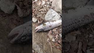 #fishing #горная рыбалка# экскурсии