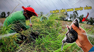 1 Ngày Đi Đào Chuột Đồng Mùa Nước Lũ