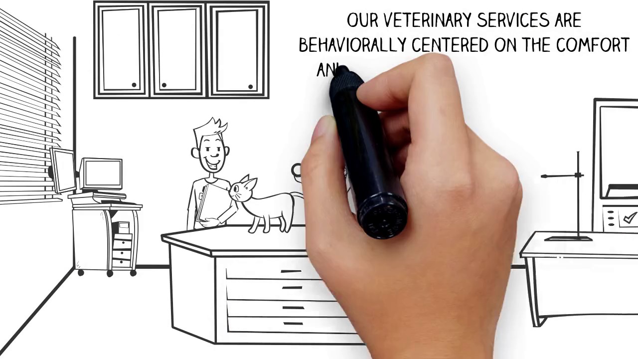 Montana Bozeman Cat Veterinarian YouTube