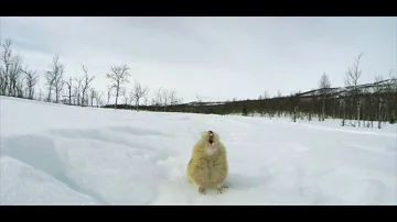Perché i lemming si suicidano?
