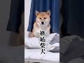 マウントを取るチワワw #柴犬 #チワワ #shorts