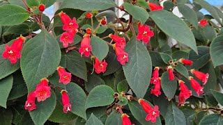 A Dan Z Ye Kohlera Çi̇çeği̇ Bakimi Japon Küpeli̇si̇