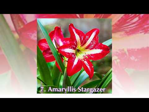 Video: Các Giống Amaryllis Phổ biến - Tìm hiểu Về Các Loại Hoa Amaryllis