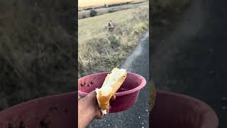 Torbanın Üzerinde Yatmaya Hazırlanıyormuş Garibim Yeni Terk Edilmiş Korktu Ama Arkadaş Olduk