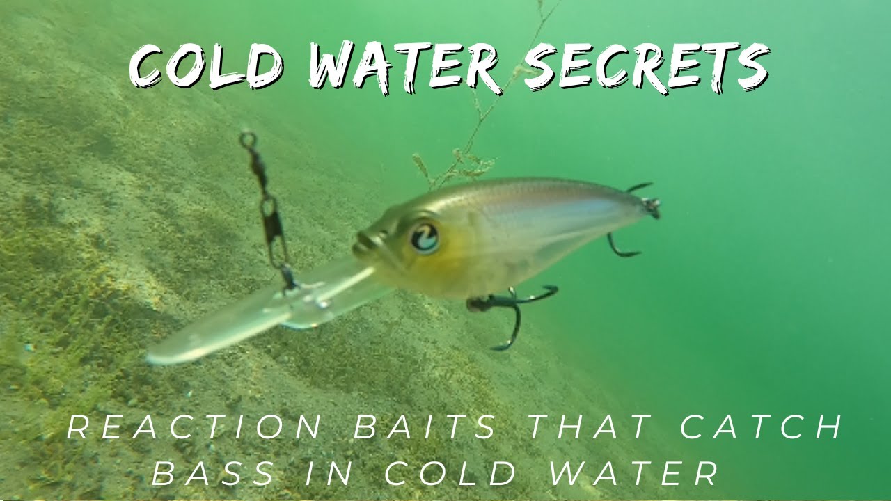 Mastering Cold Water Bass Fishing Reaction Baits and Underwater