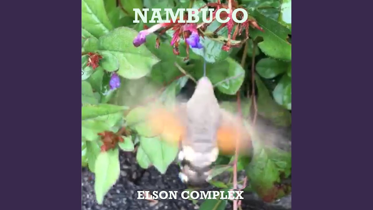 Nambuco adlı videoyu YouTube'da izle Nambuco adlı videoyu YouTube'da izle