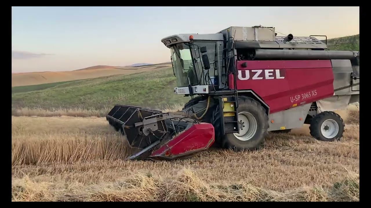 Harvesting barley with UZEL harvester Döverbiçer ile arpa biçimi #UZEL #biçerdöver #newholland #bcs 