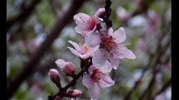 Adding A Copyright Watermark Text Pattern To An Image in Adobe Photoshop