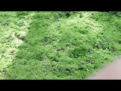 Видео: Будет ли расти мертвый мох сфагнум?