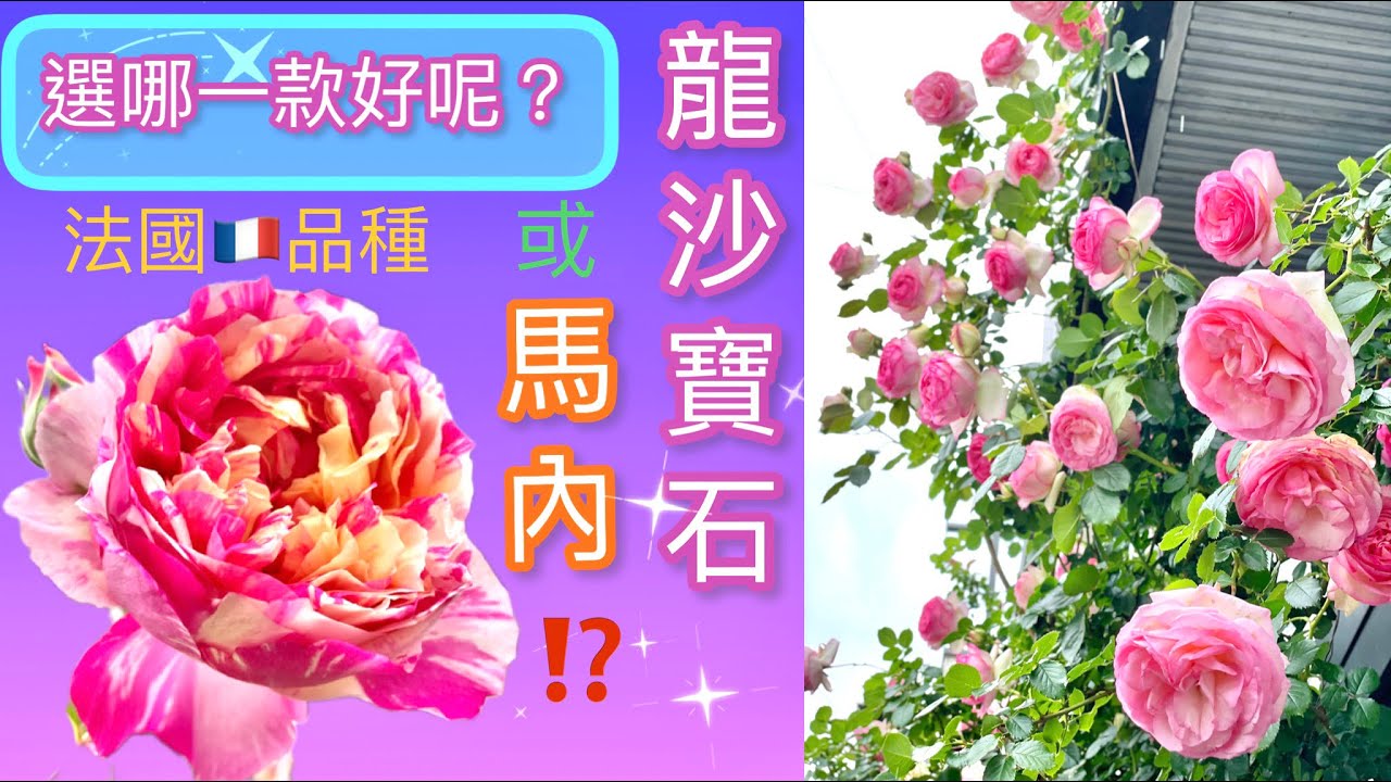 馬內與龍沙寶石您會選哪一款？優缺點全程說明！Edouard Manet and Pierre de Ronsard.  