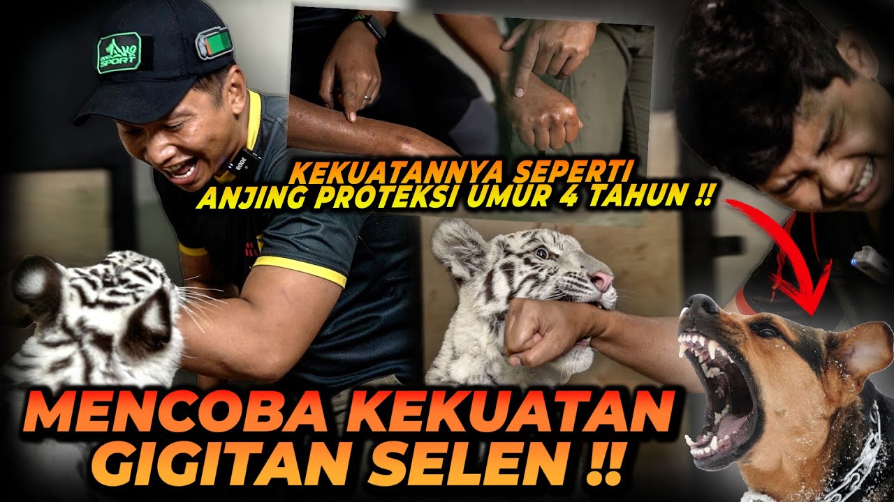 WOW ! KEKUATAN G1G1TAN SELEN SEBANDING DENGAN ANJING PROTEKSI DEWASA ? LANGSUNG GUE BUKTIIN !!