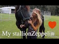 I bought a Stallion!!!!