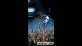 Видео "Новости-N": В Николаеве спасатели снимали с дерева кота, просидевшего там десять дней Видео "Новости-N": В Николаеве спасатели снимали с дерева кота, просидевшего там десять дней