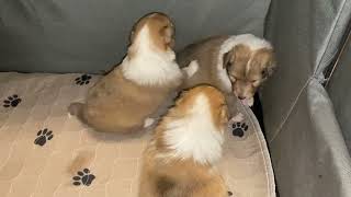 1-22-2024 by Riverbend Shelties 217 views 2 months ago 6 minutes, 50 seconds