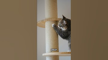 Why Do Cats Scratch Furniture 😼 It’s Not to Annoy You!