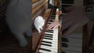 Cute white kitten scaring from the piano