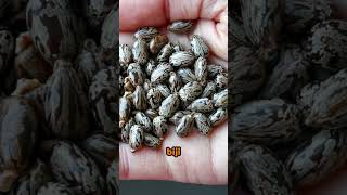 Racun Yang Lebih Berbahaya Dari Sianida Dan Arsenik Bisa Didapat Dimana Saja shorts short