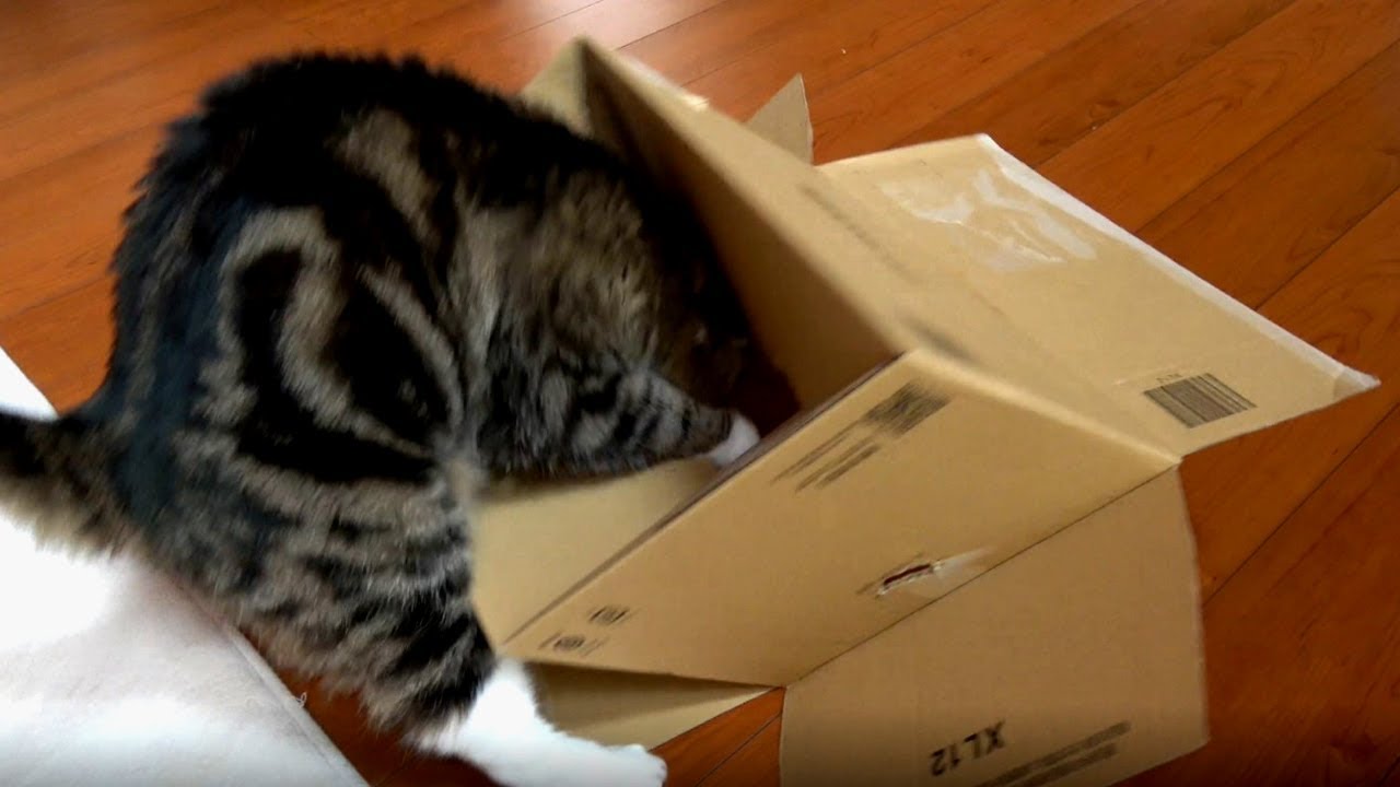 猫藓 挟まるねこ。-Maru gets stuck in the box.-