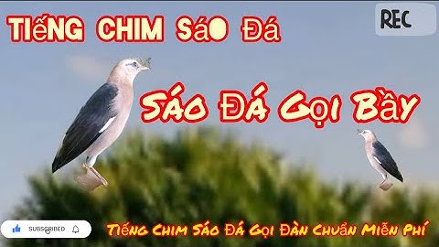 Tiếng Sáo Đá, Tiếng Chim Sáo Đá Gọi Bầy Chuẩn.