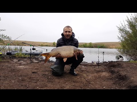 Видео: КАРП. ПОКЛЁВКА. Борьба в честных условиях. 6 КГ