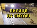 Лисичка втікає від трамвая на Сихові у Львові