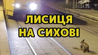 Лисичка втікає від трамвая на Сихові у Львові