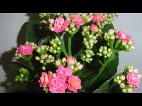 Video: Flaming Katy Kalanchoe - Kako uzgajati biljke plamene Katy