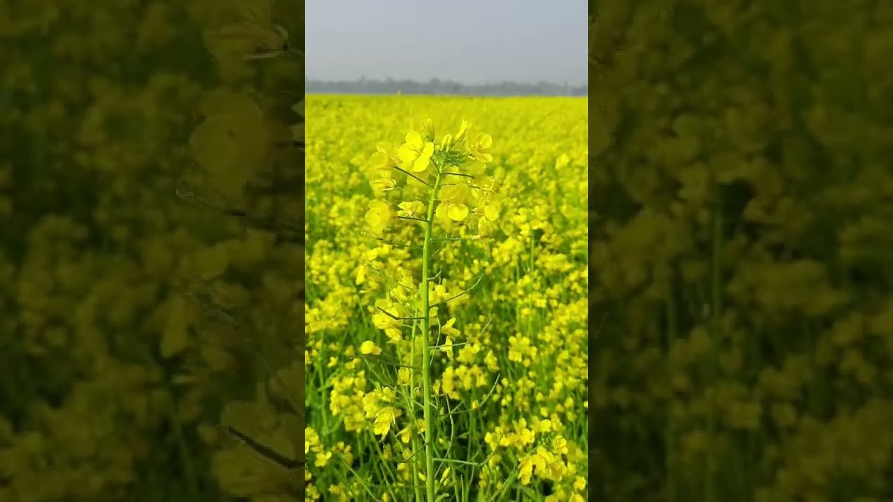 Chemical Farming - How To Convert Chemical Farming Into Natural /Organic Farming|Effects Of 