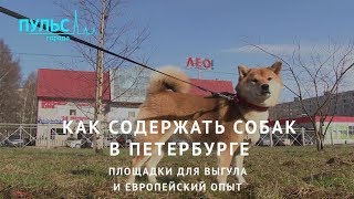 Как содержать собак в Петербурге. Площадки для выгула и европейский опыт Как содержать собак в Петербурге. Площадки для выгула и европейский опыт
