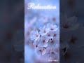 Sakura Japanese Lo-fi - Relaxing Music #shorts #instrumental #backgroundmusic #japanesevibes