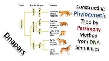 Constructing Phylogenetic Tree by Parsimony Method from DNA Sequences