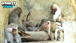 Delightful Monkey Family Relaxing