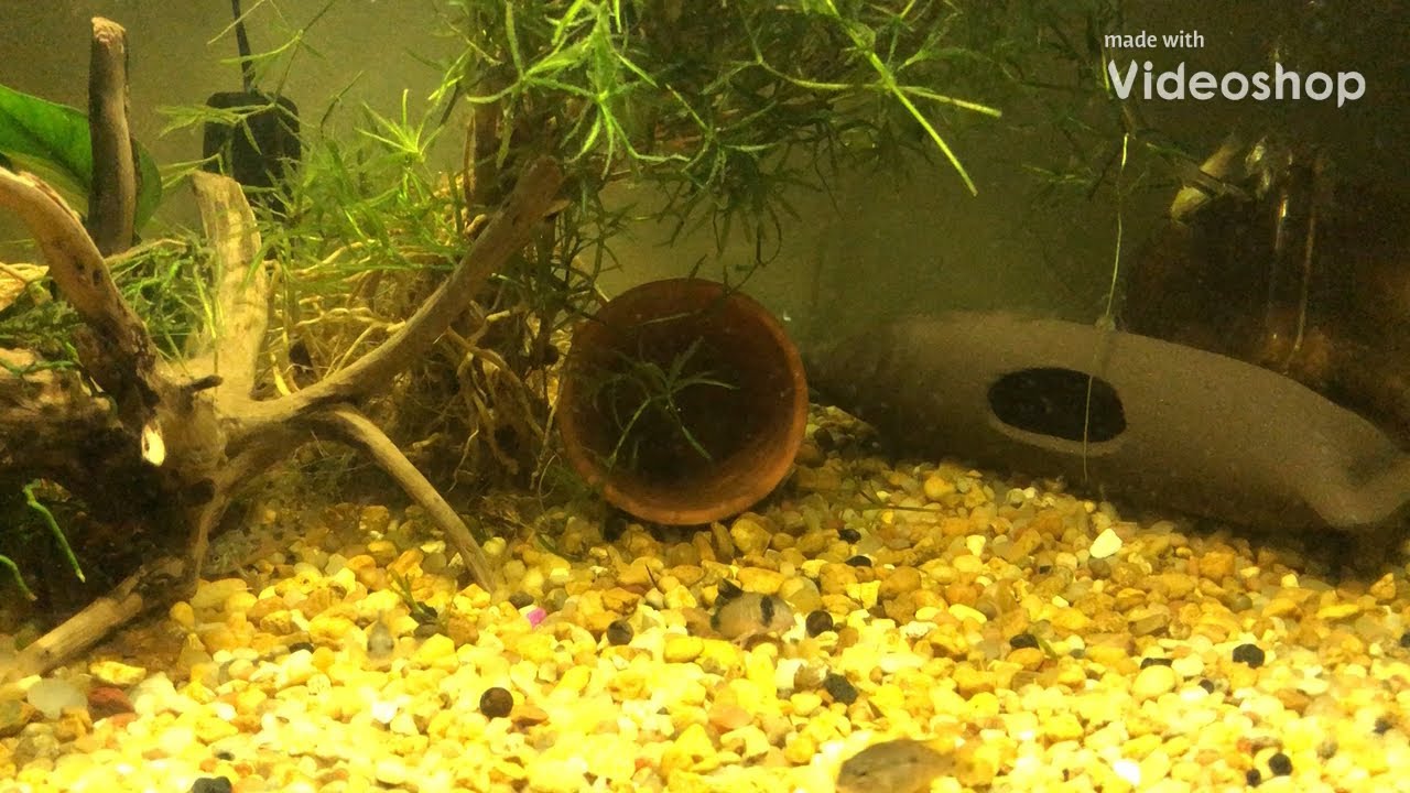 Death Of A 20 Gallon YouTube