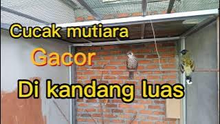 Cucak mutiara gacor di kandang bekas ternak