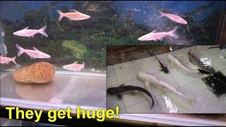 HUGE Albino Iridescent Sharks: Check this out before buying a cute little baby!
