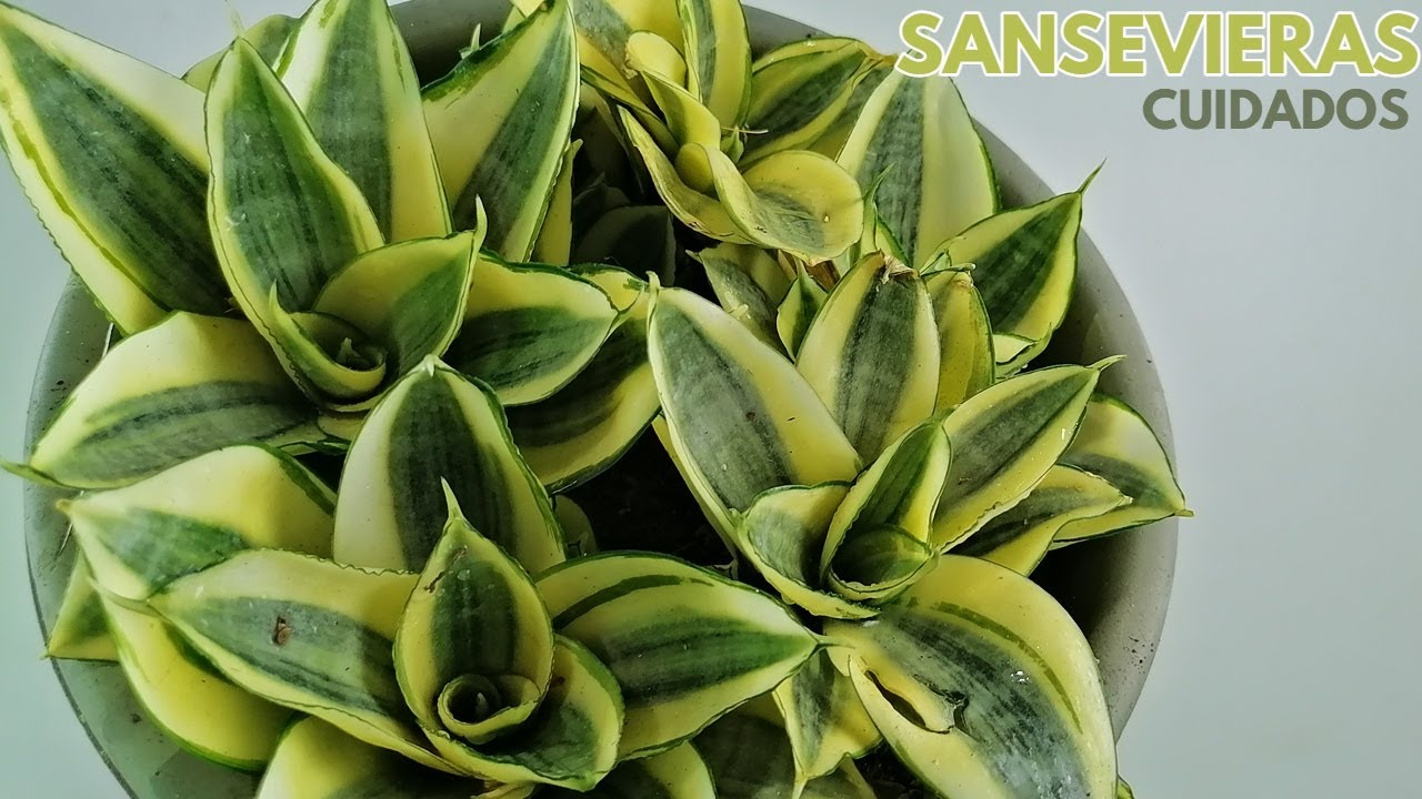 sansevieras enana chuyito jardinero