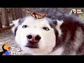 Husky Dog Reacts to Butterfly Landing on Her + Cute Animal Videos | The Dodo Top 5