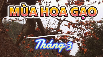 Mùa hoa gạo tháng 3