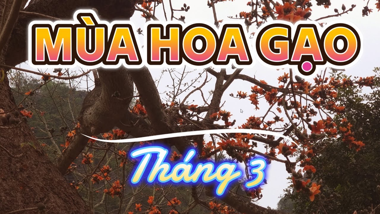 Mùa hoa gạo tháng 3