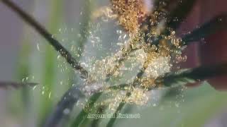 03002060175 Bingo Care Ultra Rich Argan Oil Keratin Oxygen Sulfate Free Salon Hair Protein Masque