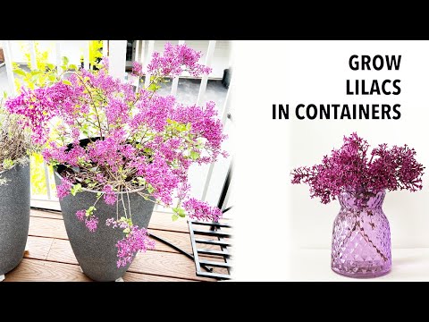 Video: Odla syrener i behållare - tips för att plantera en syrenbuske i en kruka