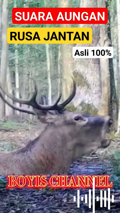 SUARA RUSA JANTAN MEMANGGIL RUSA BETINA