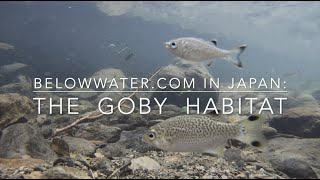 Goby in nature - habitat with Stiphodon, Sicyopterus, Rhinogobius, and Tridentiger goby in nature