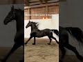 Friesian Horse Powerful Bucking Sooo Gorgeous Shorts