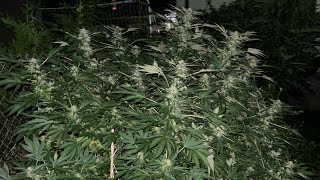 Greenhouse sept 20th season update #outdoorgrow 