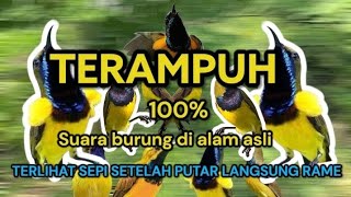 Suara pikat sogon | Atasi sogon yang susah turun | rayuan liar sogon betina