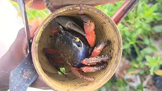 How We Catch Big Crab In Ghana Using Homemade Trap