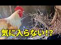 100均の材料で超簡単な産卵箱を作った結果…　392話目